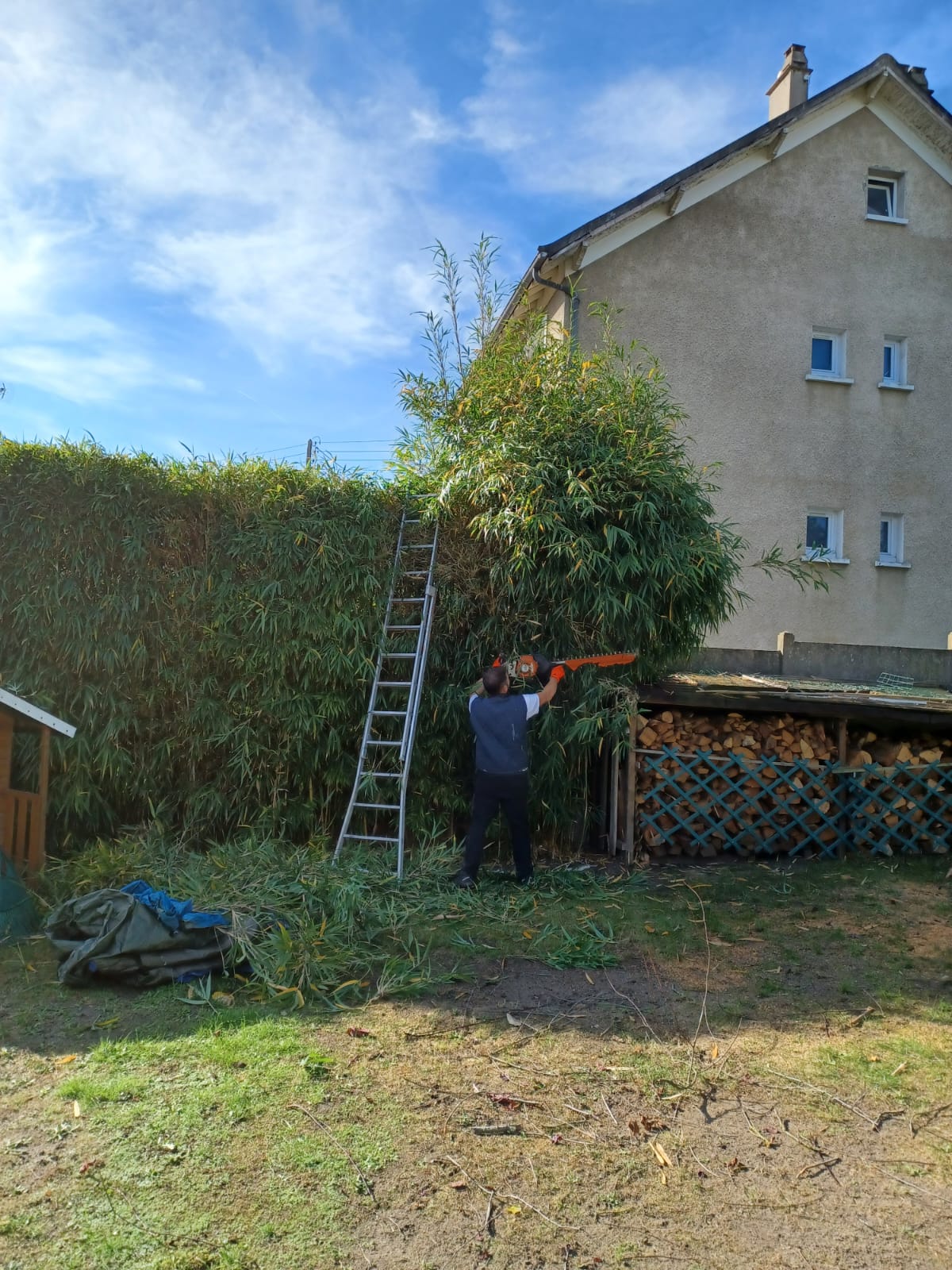 TAILLE DE HAIE 1 CERGY APRES