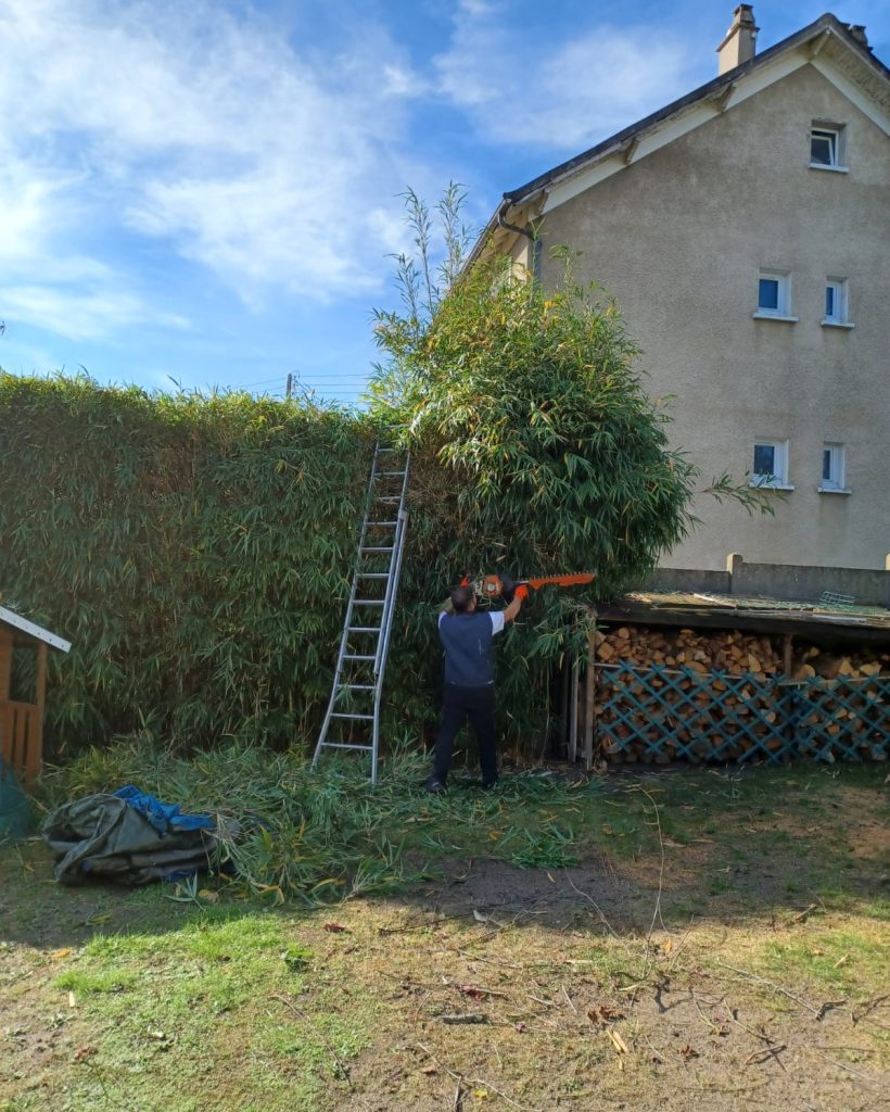 TAILLE DE HAIE 1 CERGY APRES