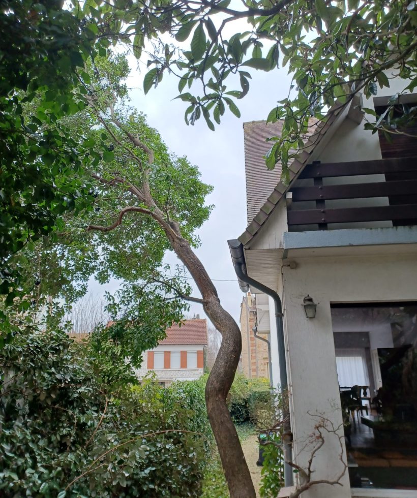 elagage d un arbre cergy apres2
