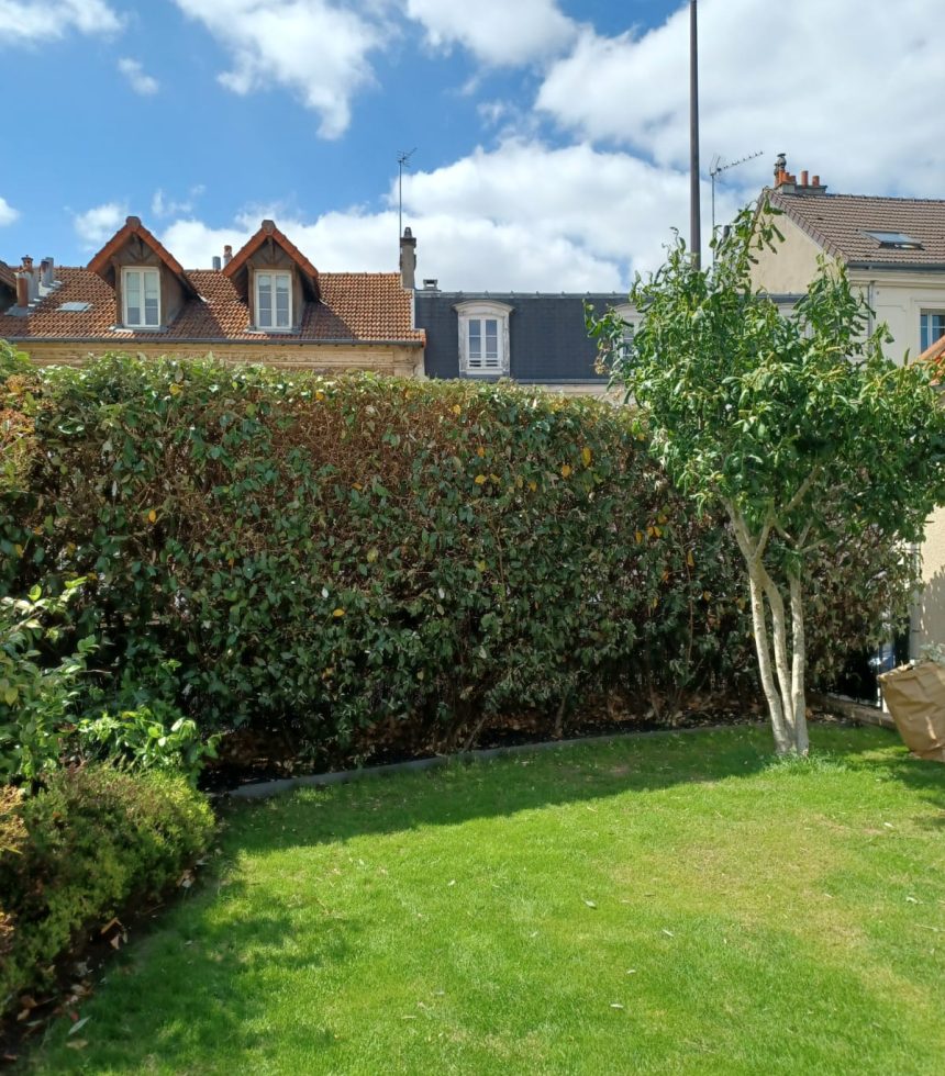 taille de haie cergy 1